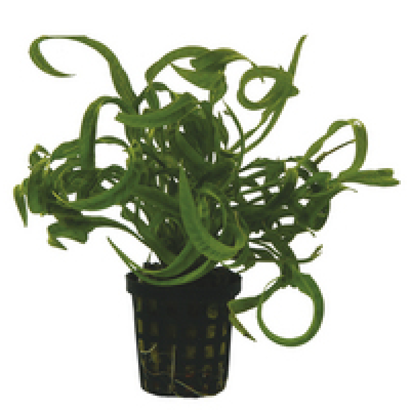 6x Helanthium sp. Vesuvio